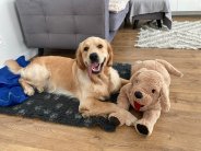 f1b812c7f83fcb59490482fc3315e5a0_184x138_fill