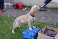 f2829da6fafcddc9751dce1bc7ef76e7_195