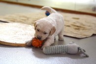 f383f89adcad98d72d9041e69b73c9e2_195x130_fill