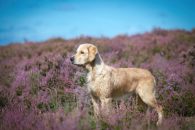 f5bb9b5690393584cd7d0df4591d30c5_195x130_fill