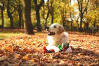 f66ee8e10ddd5d1515e59765c09cd3c1_195