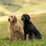 f77af844d5c9e18e25bcda479e0ce2a0_161