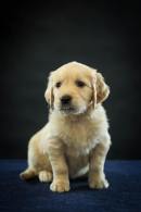 f7b102f04ce8695177b47e390abd0b84_130x195