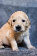 f7b5a453ccf3f026fde3c2ef0392ab01_130x194