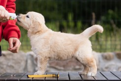 f8064fbaf5409caa403c0540bfac4fa0_246