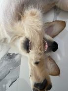 f813bf4a45ba20271f2b2842f7ef9aec_138x184_fill