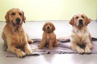 f83f4cca08e6b66ebda1fac9f4cf2917_195