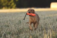 f89eade1440b6afa874a46811502e67c_195