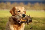 f8a42e665f5340d9b7bd413748ce5b46_195x130_fill