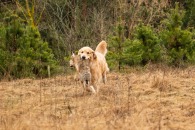 f94adba693b6ccfab62f5e20f807a62f_195