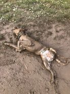 fa7a2a95dae2539bafe4c05d433fcbc3_138x184_fill