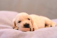 facef6d16e4c6bfd08cfd37101b6c610_195