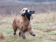 fae7ebdb033862a767500adff3cb6538_184x138_fill