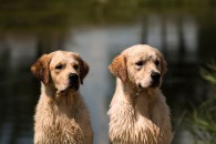 fb3478bf60b0c5de05a1219cf46d3801_195