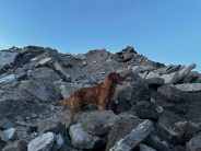 fc003953d5d5561f4eb751d0cd1c80dd_184x138_fill