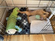 fc3fb2e4ca59e6629b802f72ef236fc4_184x138_fill