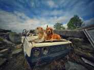 fc8ca651e9b22bc958536f8de5deb30b_184x138_fill