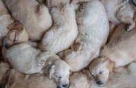 fd6b2baa39d1a02d6bb9813b022bab42_198