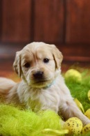 fd7af715afab4a370bab88529aa43fbd_130x195_fill