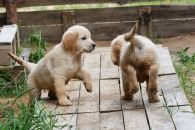 fd9892e8442723b736cd542a20c4c6e5_195