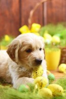 fe1fa20b721b5e9ec561f803918e8e08_130x195_fill