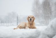 fe7e220d18aa55110bba5d247707c4cc_194