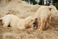 ffcb410f9367aad56fae251184b27b44_195